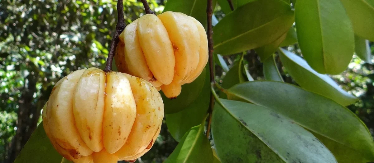 Rafex Garcinia cambogia owoc 1kg