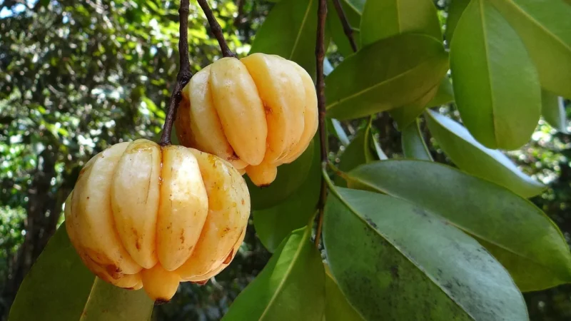 Rafex Garcinia cambogia owoc 1kg