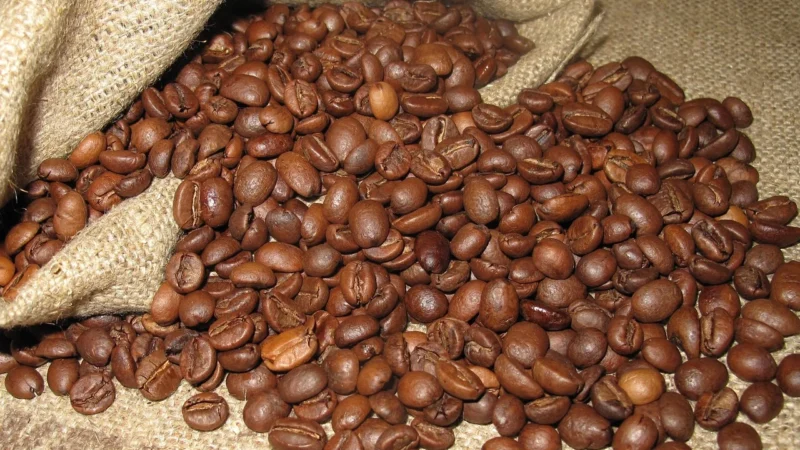 Rafex Kawa arabika mielona francja gwieździsta 100g
