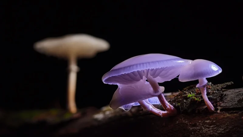 Rafex Korzeń wilżyny 500g