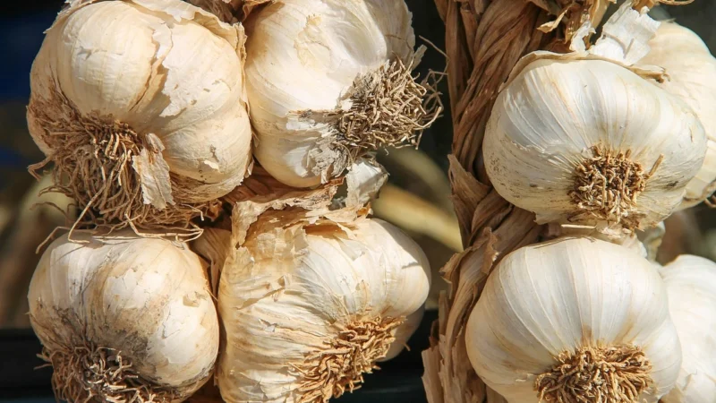 Rafex Przyprawa filadelfijska 50g