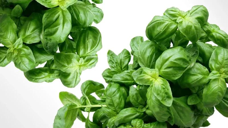 Rafex Przyprawa hawajska 1kg