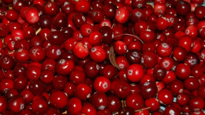 Rafex Żurawina lio 1kg
