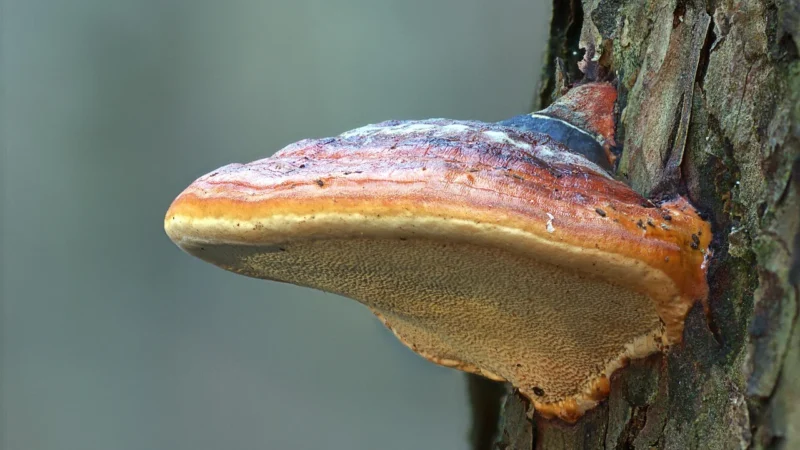 Reishi sproszkowane grzyby 80g This is Bio 100%