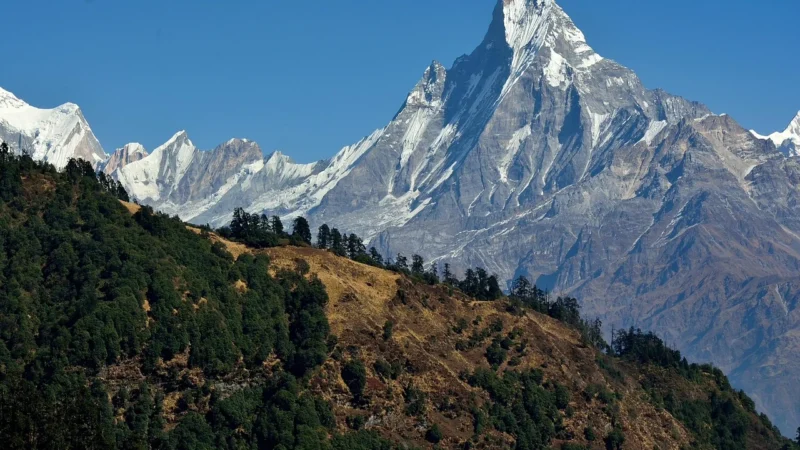 Richmont Assam Himalaya 12 Torebek