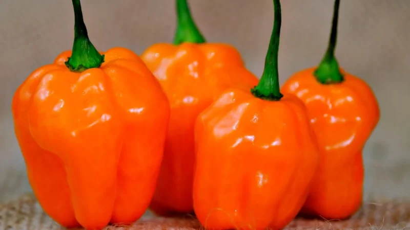 Sambal Oelek 86% chilli