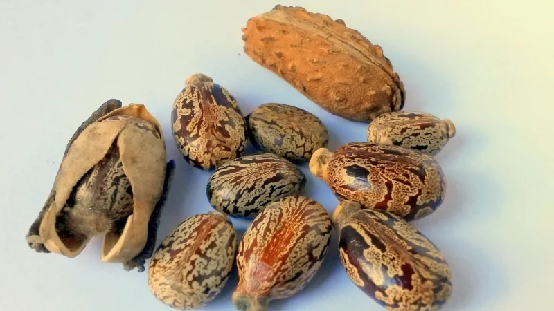 Śledź Po Gdańsku W Oleju 170g
