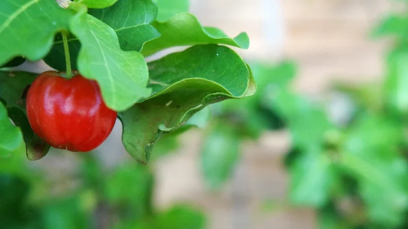 Soul-Farm Acerola Ekstrakt 200G
