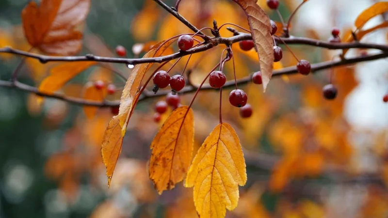 Starbucks Autumn Blend Limitowana Kawa Ziarnista