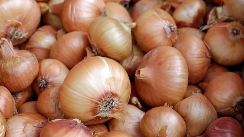 Świeże Lumarko Cebula Szalotka Świeża Bio (Około 0,25kg)