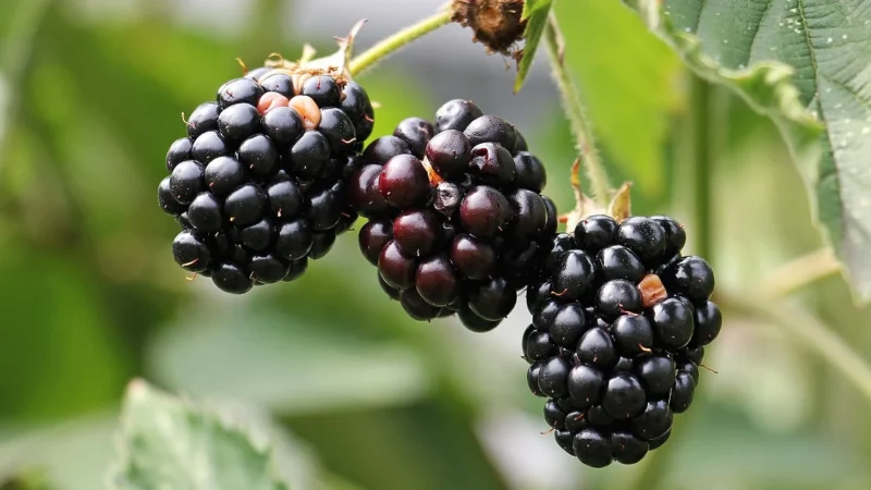 Świeże Opakowanie Zbiorcze Kg Cytryny Zielone Bio Około 6Kg