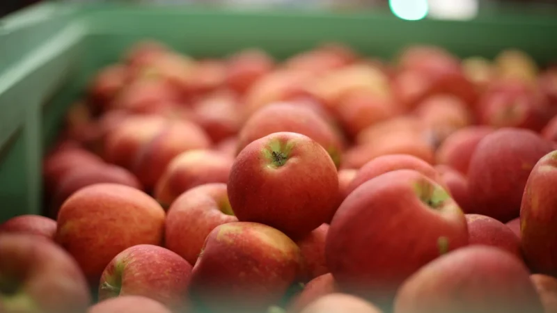 ŚWIEŻE opakowanie zBIOrcze (kg) – gruszki świeże BIO (około 9 kg)