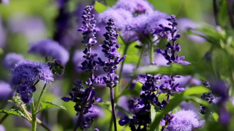 Szałwia (salvia officinalis) 40g Bio