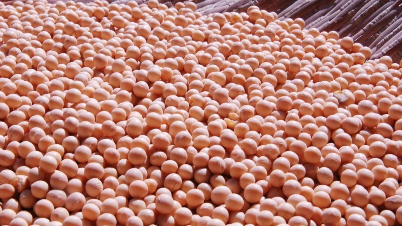 Targroch Soja Ziarno 1kg