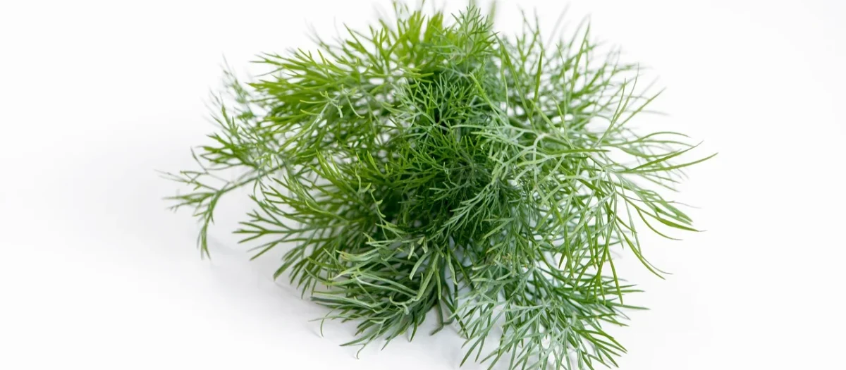 Ten Smak Czubrica Zielona 20g