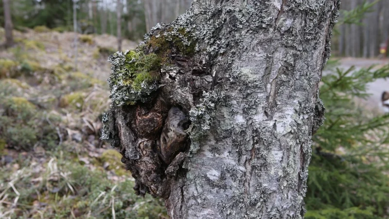 TERRANOVA Chaga 100% 500mg (Ochrona przed wolnymi rodnikami) 50 Kapsułek roślinnych