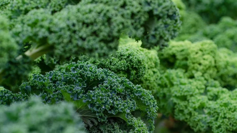 This is Bio Kale jarmuż sproszkowany 110g