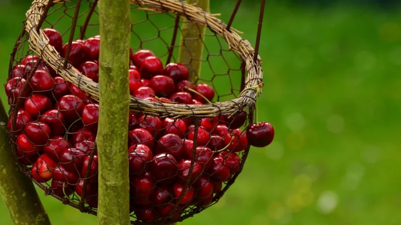 tłoczony jest na zimno z dojrzałych nasion lnu. Jego charakterystyczną cecha jest żółte zabarwienie. Olej lniany jest najbogatszym źródłem kwasów Omega-3