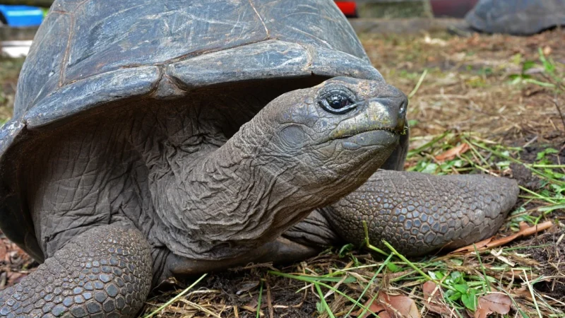 Turtle Płatki Otrębowe 375g Bio
