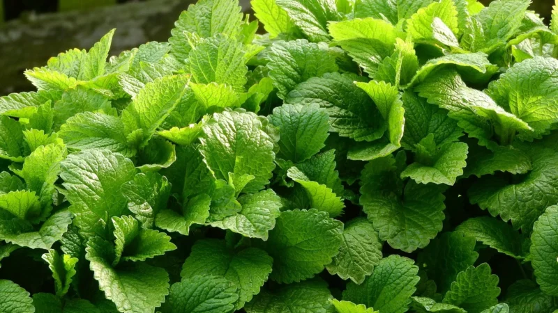 Vivio – Melisa liść 100g