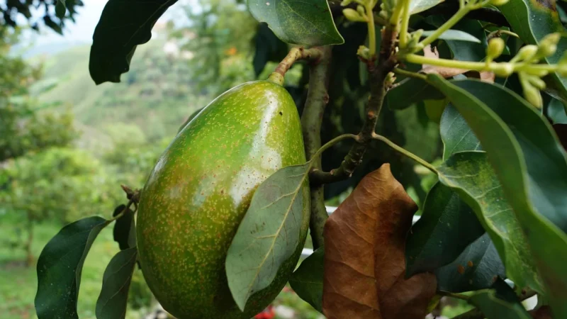 Vivio Olej Avocado Kosmetyczny Rafinowany 100Ml