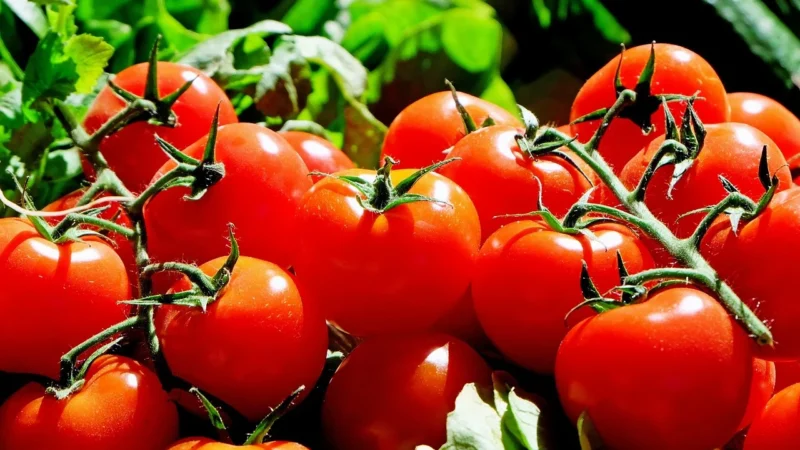 Winoszarnia Pomidory z czosnkiem i bazylią 1kg