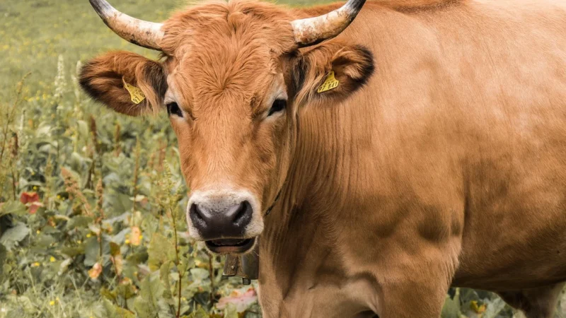 Wołowina suszona Jack Link’s Bilton klasyczna 70 g