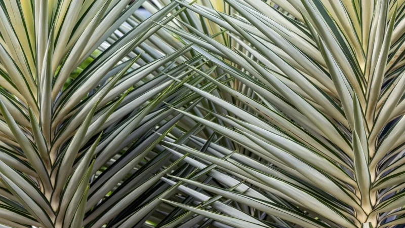 Yucca Damiana Liście 50G