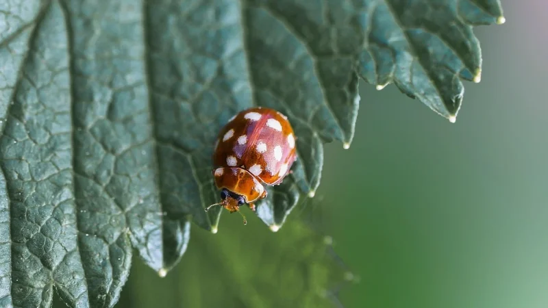 Zirp Insects Kremowa Zupa Borowikowa 38G