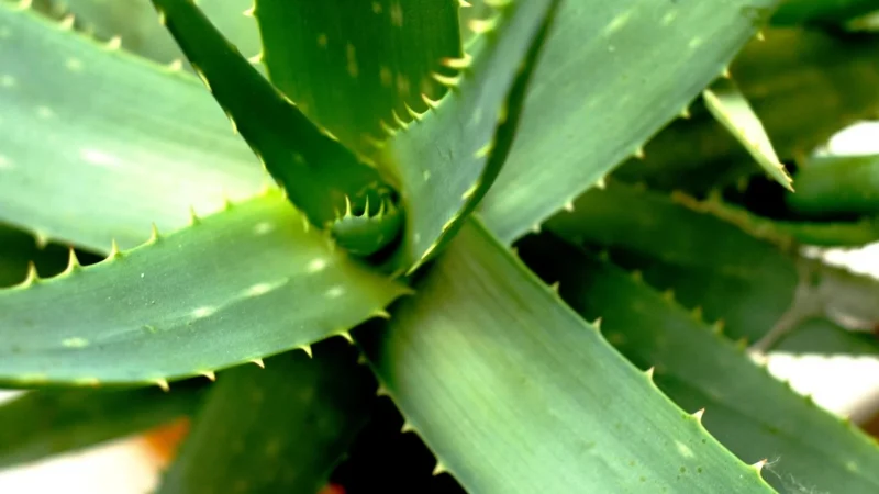 Zuccari Aloe Vera 2 Antyoksydant 1000ml