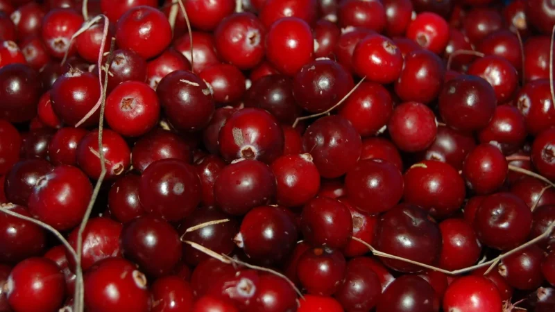 Żurawina całojagodowa Ocean Spray 500g Targroch