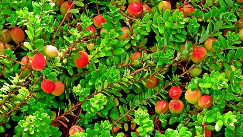 Żurawina słodzona sokiem jabłkowym 100g Bio Planet