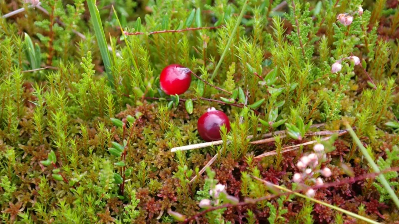Żurawina Suszona Słodzona 400g Bio Planet Eko